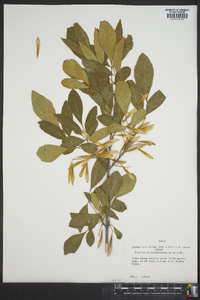 Fraxinus berlandieriana image