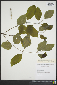 Fraxinus biltmoreana image