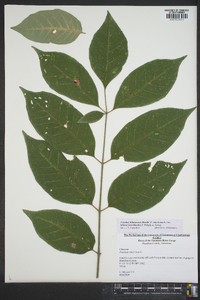 Fraxinus biltmoreana image