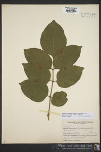 Fraxinus biltmoreana image