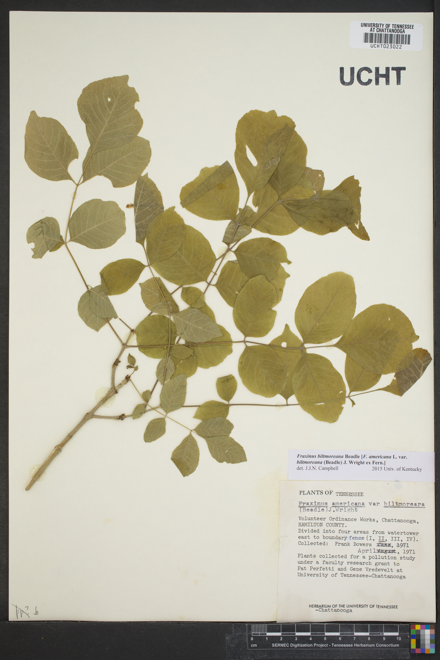 Fraxinus biltmoreana image