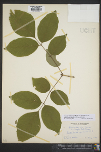 Fraxinus biltmoreana image