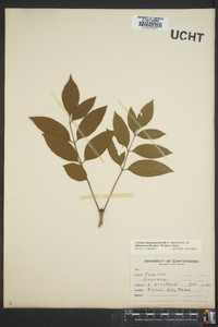 Fraxinus biltmoreana image