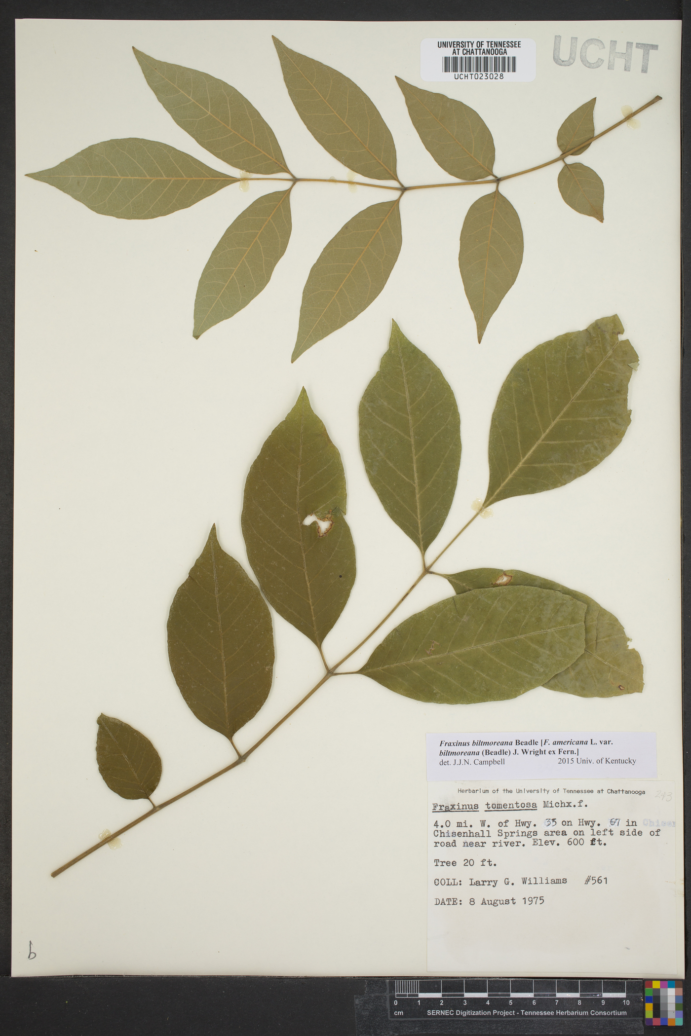 Fraxinus biltmoreana image