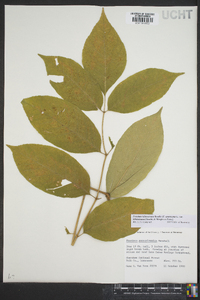 Fraxinus biltmoreana image