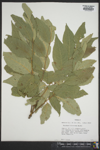 Fraxinus biltmoreana image