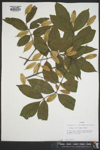 Fraxinus caroliniana image