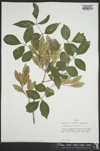 Fraxinus caroliniana image