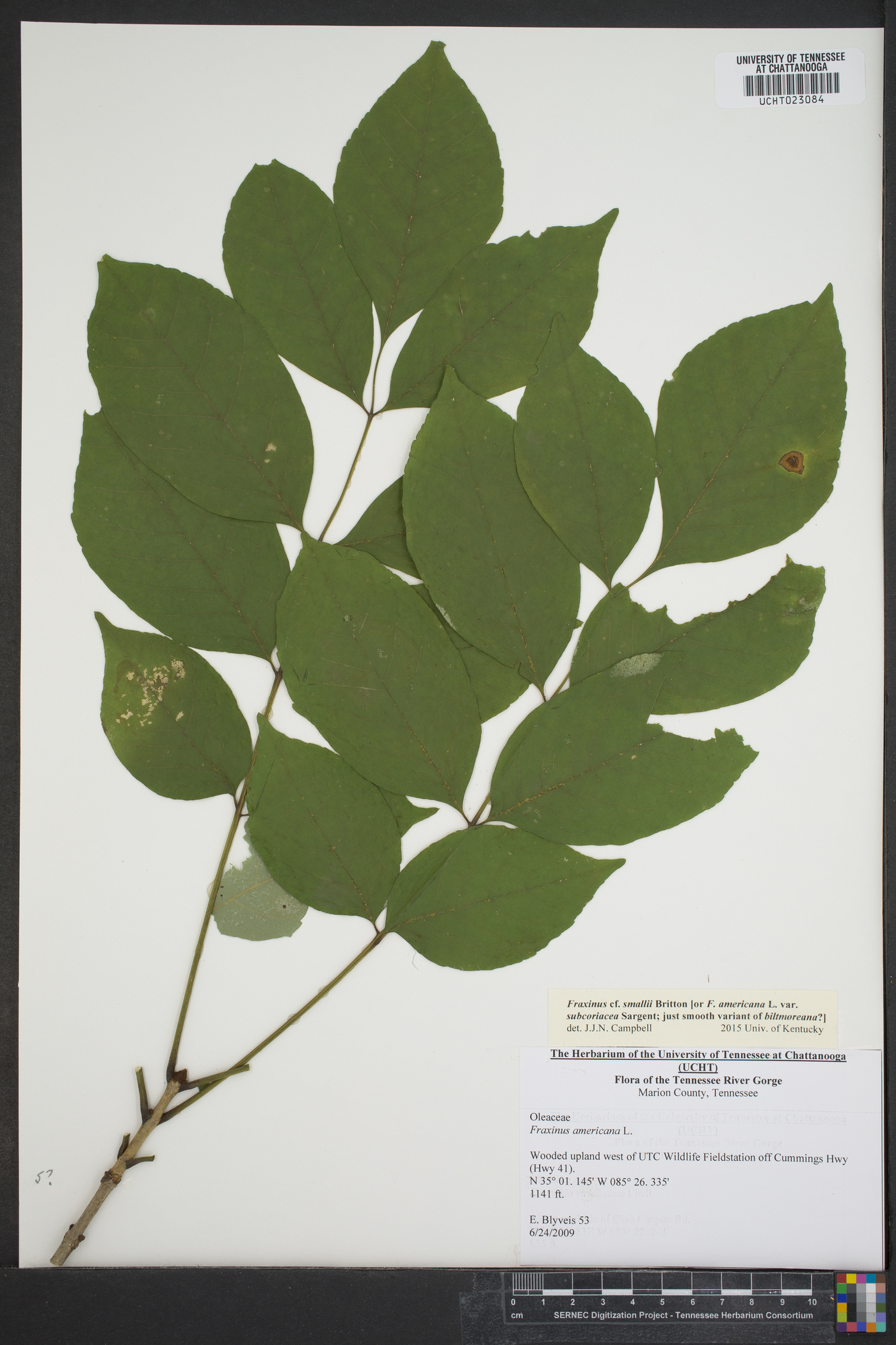 Fraxinus smallii image