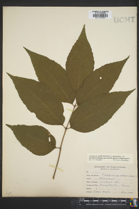 Fraxinus smallii image