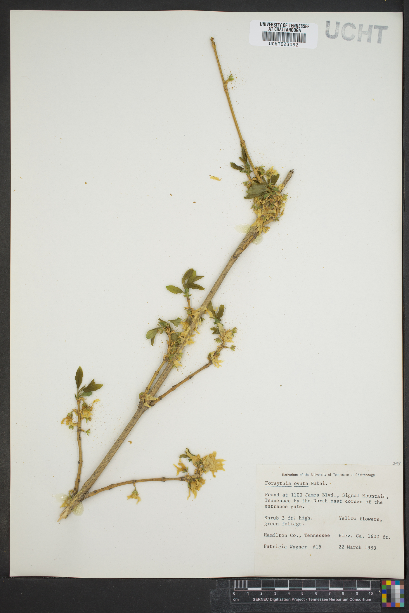 Forsythia ovata image