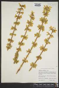 Forsythia suspensa image