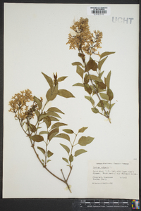 Syringa vulgaris image