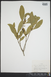 Osmanthus americanus image