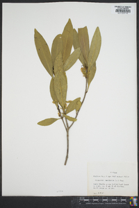 Osmanthus americanus image