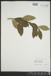 Osmanthus americanus image