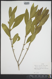 Osmanthus americanus image