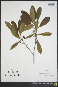 Osmanthus americanus image