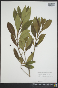 Osmanthus americanus image