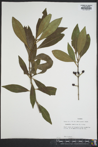 Osmanthus americanus image