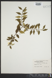 Forestiera acuminata image