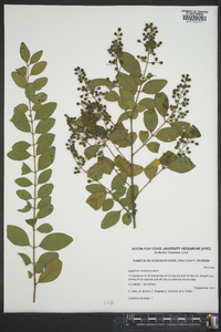 Ligustrum sinense image