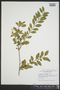 Ligustrum sinense image