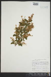 Ligustrum sinense image