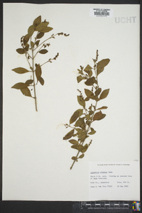 Ligustrum sinense image