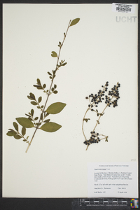 Ligustrum sinense image