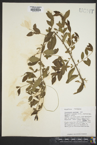 Ligustrum sinense image