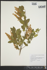 Ligustrum sinense image