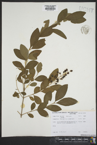 Ligustrum sinense image