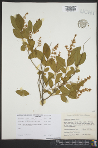 Ligustrum sinense image