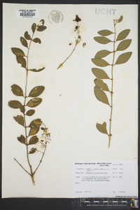 Ligustrum sinense image