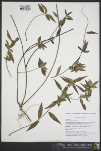 Gelsemium sempervirens image