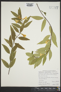 Gelsemium sempervirens image