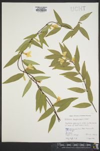 Gelsemium sempervirens image