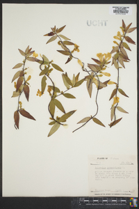 Gelsemium sempervirens image