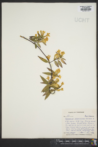 Gelsemium sempervirens image