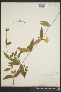 Gelsemium sempervirens image