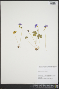 Oxalis violacea image