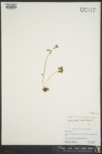 Oxalis violacea image