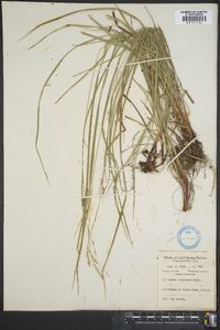 Carex virescens image