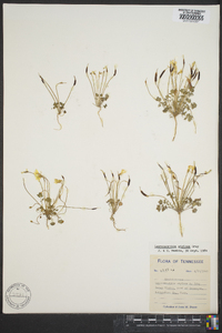 Leavenworthia stylosa image