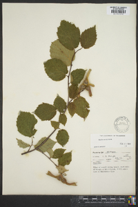 Corylus cornuta image