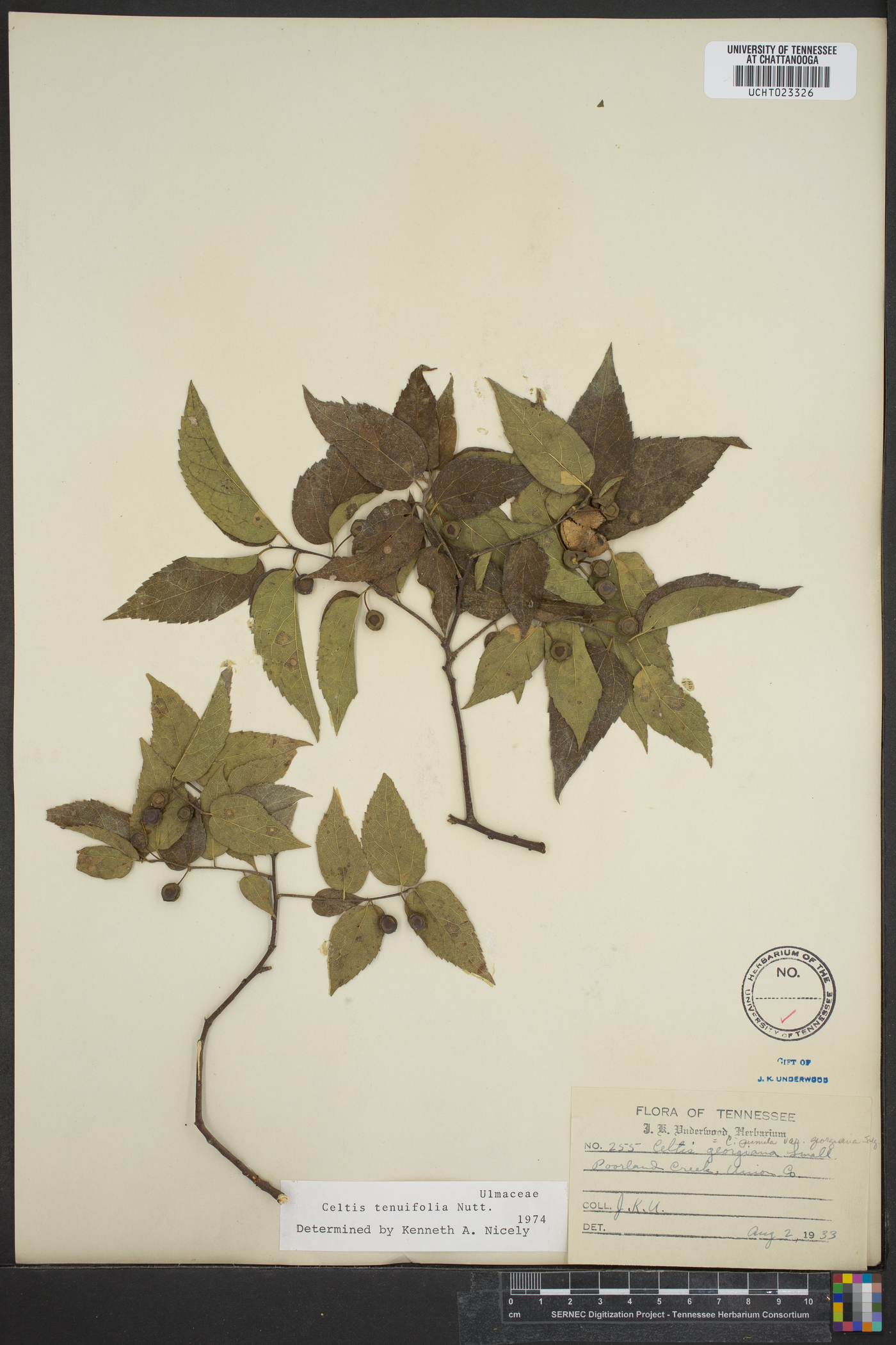 Celtis georgiana image