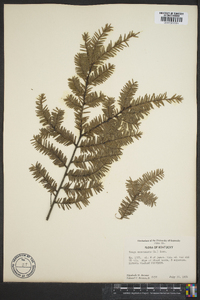 Tsuga canadensis image