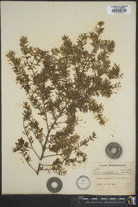 Tsuga canadensis image