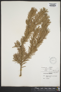 Pseudotsuga menziesii image